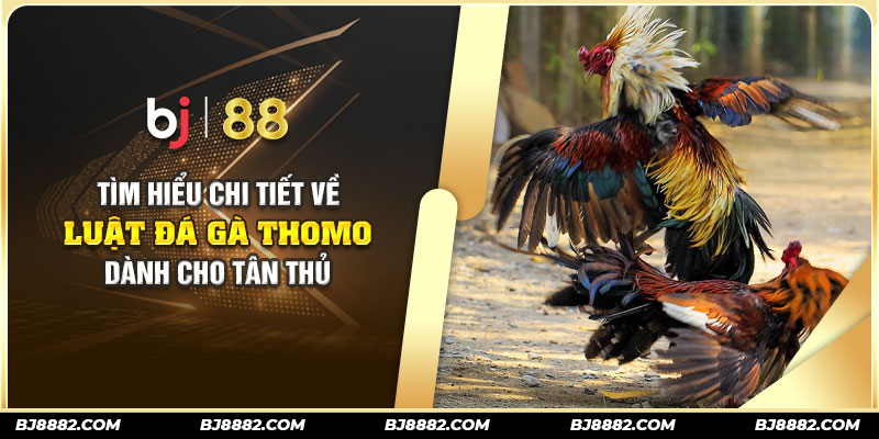 luật đá gà thomo bj88