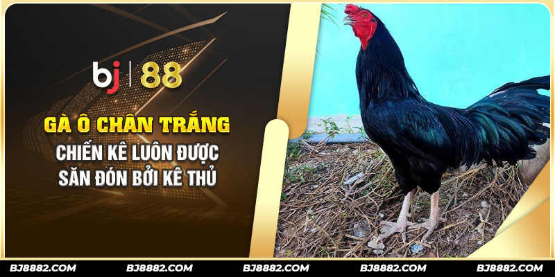 gà ô chân trắng bj88